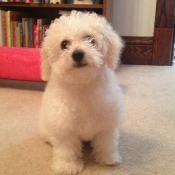 Meet your Posher, Brian - Picture 1 of 1